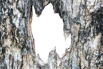 White open space background image of bark sheets for graphic and media works.