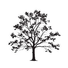 Obraz premium Black Silhouette of a Sugar Maple Tree silhouette