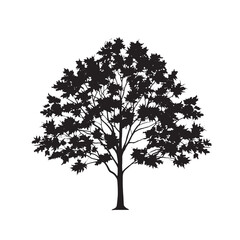 Fototapeta premium Black Silhouette of a Sugar Maple Tree silhouette