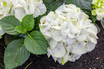 White hydrangea blossoms burst forth in lush clusters, their pristine petals and vibrant green...