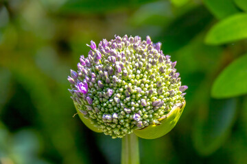 A tightly packed allium bud, with hints of purple, signals the imminent explosion of tiny florets,...