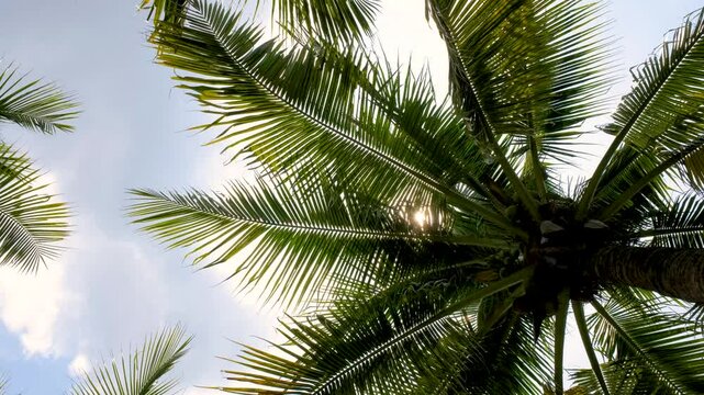Green leaves coconut with branches swaying on the wind with blue sky. Nature background