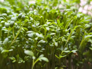 Fresh organic microgreens. Healthy and vegan food concept.