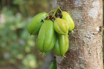 Close-Up of Fresh Green Bilimbi Fruits on Tree Trunk in Tropical Garden