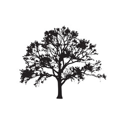 Walnut Tree Leafless Silhouette Isolated