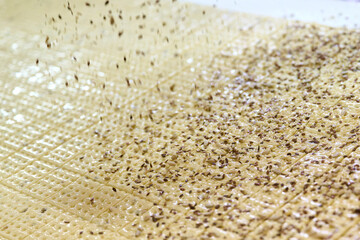 Rolled-out cracker dough sprinkled with various seeds ready for baking in a kitchen environment