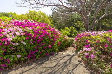 春の会下山公園　神戸市兵庫区にて