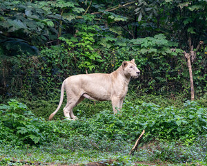 Naklejka premium lion and lioness