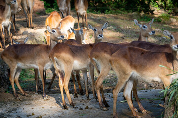 deer in the woods