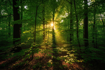 Fototapeta premium Sunlight filtering through thick green forest canopy, realistic photo
