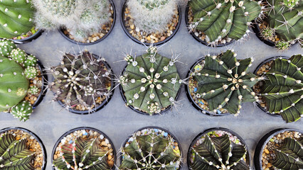 Close up cactus on gray background or grey flower pot. Flat lay of ornamental tree, Natural, and Plants that grow in tropical or desert climates. Selective focus technique.