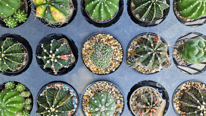 Top view of cactus on gray background or grey flower pot. Flat lay of ornamental tree, Natural, and Plants that grow in tropical or desert climates.