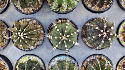 Close up cactus on gray background or grey flower pot. Flat lay of ornamental tree, Natural, and Plants that grow in tropical or desert climates. Selective focus technique.