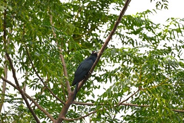 Asian Koel