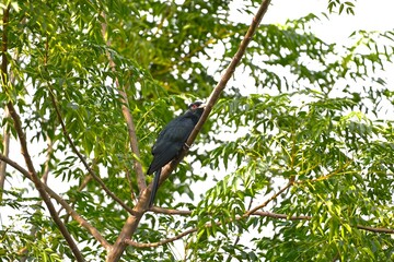 Asian Koel