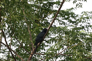 Asian Koel