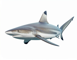 Fototapeta premium Blacktip Reef Shark (Carcharhinus melanopterus) Swimming Gracefully in Clear Tropical Waters – Perfect for Marine Biology, Underwater Photography, Ocean Life Education, and Conservation Concepts