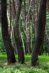 청령포 역사 풍경 이야기