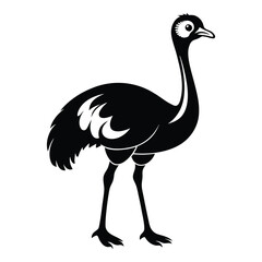 ostrich isolated on white