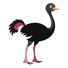 vector illustration of an ostrich