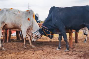 Two robust bulls, possibly Ongole or similar breeds, engage playfully at a lively Eid ul Adha...