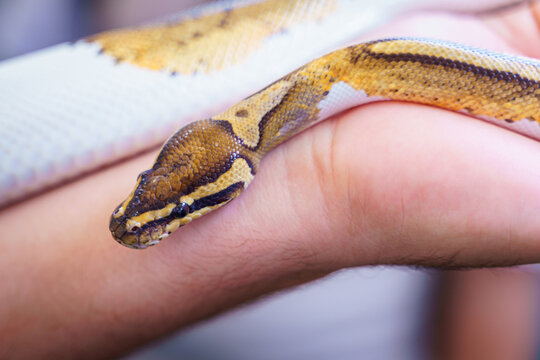 Beautiful the Ball Python, Python Regius, also called the Royal Python snake, in yellow and white colors. Head resting on hand, showcasing its smooth scales. Animal pet concept.
