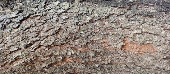 Rough Textured Tree Bark Close-up Background