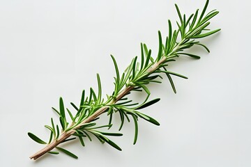 Fototapeta premium rosemary on white background
