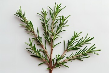 Fototapeta premium rosemary on white background