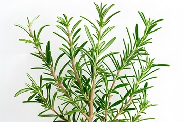 Obraz premium rosemary on white background