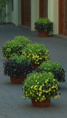 Outdoor flower planters on a pathway