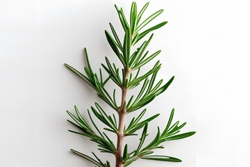 Fototapeta premium rosemary on white background