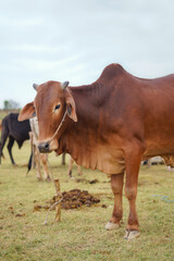 Red Sahiwal bull standing at an Eid ul Adha cattle market.