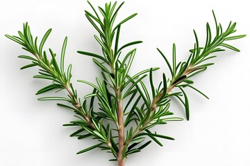 Fototapeta premium rosemary on white background