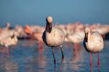Flock of African Flamingos in a blue lagoon with clear skies and sunlight. Great for wildlife, wetlands, birds, eco-tourism, and nature photography themes.
