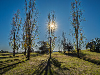 Obraz premium Winter Sun Through The Leafless Trees