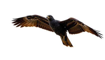 Obraz premium Majestic Bird of Prey in Flight with Outstretched Wings Displaying Impressive Feathers Against Clear Sky