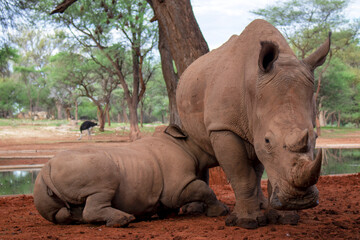 Fototapeta premium A mother rhinoceros and her calf rest peacefully in the wild Namibian landscape. A powerful symbol of protection, family bond, and wildlife conservation.