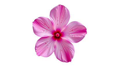 Fototapeta premium Beautiful pink flower with delicate petals and vibrant colors against a clean background for nature lovers