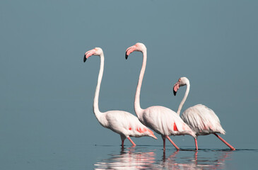 Flock of African Flamingos in a blue lagoon with clear skies and sunlight. Great for wildlife, wetlands, birds, eco-tourism, and nature photography themes.