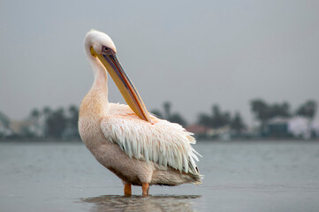 A solitary African pelican stands calmly in the wild, captured in soft natural light. Ideal for wildlife, birdwatching, nature conservation, and serene landscape projects.