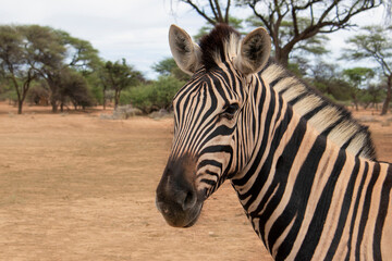 Close-up of a zebra in the wild, photographed in Namibia. Ideal for wildlife, safari, African nature, animal patterns, and travel-themed creative projects.