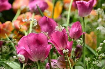 Close-up photos of tulips in full bloom, capturing their vibrant colors, delicate petals, and graceful forms. 