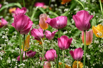 Close-up photos of tulips in full bloom, capturing their vibrant colors, delicate petals, and graceful forms. 