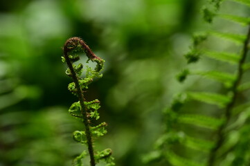 Beautiful photos of ferns in gardens, capturing their delicate fronds, lush textures, and natural beauty. These images highlight the tranquil charm and timeless appeal of ferns.