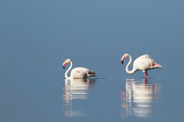 Two flamingos in soft pink tones walking along a calm lagoon under a vivid sky. Perfect for nature, birdlife, travel, and peaceful wildlife concepts.