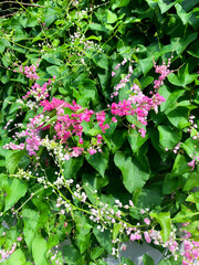 Vibrant Pink and White Coral Vine Flowers Blooming in Lush Green Foliage