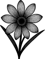 Vintage Aster Flower Illustration – Black and White Botanical Art