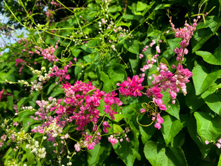 Vibrant Pink Coral Vine Flowers Blooming in Lush Greenery A Stunning Display of Nature's Beauty