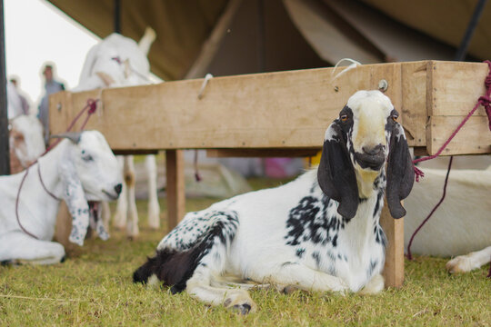 A calm Beetal or Anglo-Nubian goat rests at bustling Eid ul Adha Qurbani market, ready for sacrifice.